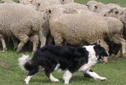 border collie